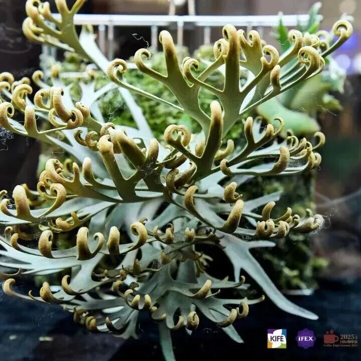 9月18-20日，昆明赴花约｜2026昆明花展五展联动，亮点一次看全，逛展攻略一篇就够！图9