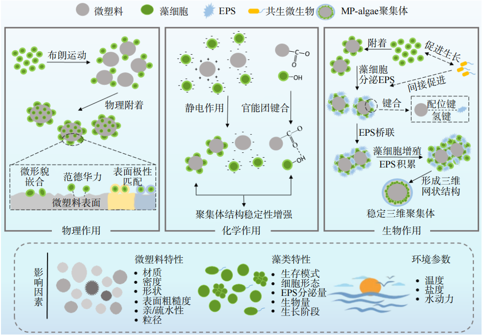 微塑料遇上藻类：水中的“异质聚集”如何改变污染命运图5