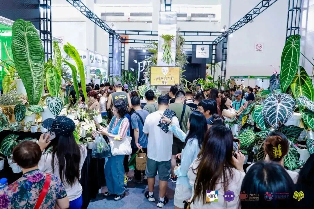 春城花事，今日启幕！昆明花展攻略来啦：日程、交通、吃住全都有，9.18-20逛展不迷路→图58