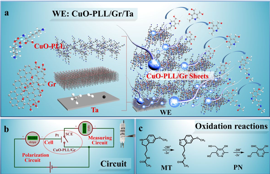 ACS Sustainable Chem Eng:基于CuO-聚(L-赖氨酸)/石墨烯的电化学传感器用于植物中褪黑素和吡哆醇的原位检测图4